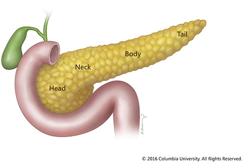 pancreas